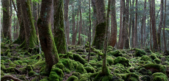 forêt des suicidés